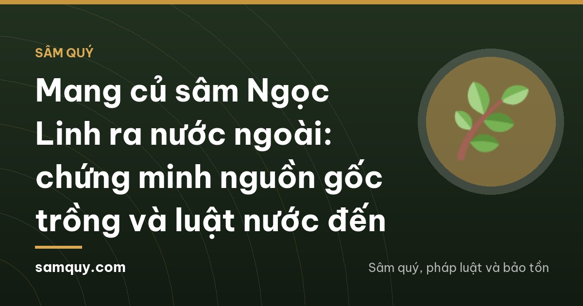 Top-down view in a Ho Chi Minh City apartment of hands wrapping a rinsed, clean ginseng root in dry paper towel beside an open suitcase, warm evening lamp light