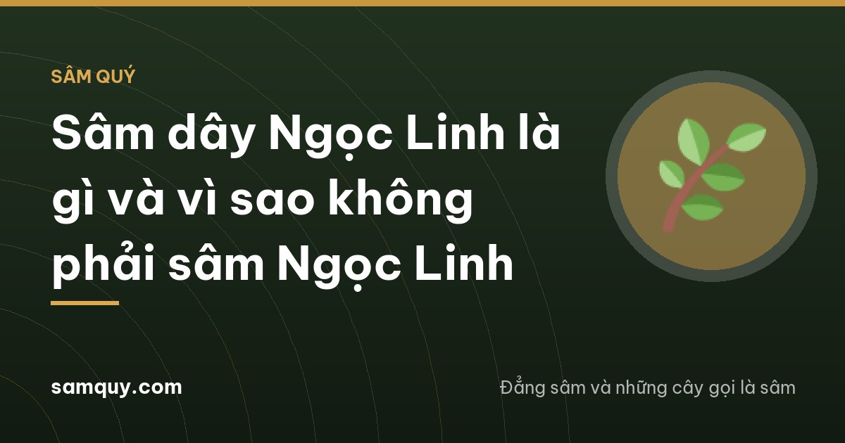 A winding mountain road through misty forest on the Ngoc Linh massif in Quang Ngai, a roadside wooden stall with bundles of long pale roots, a traveler seen from behind